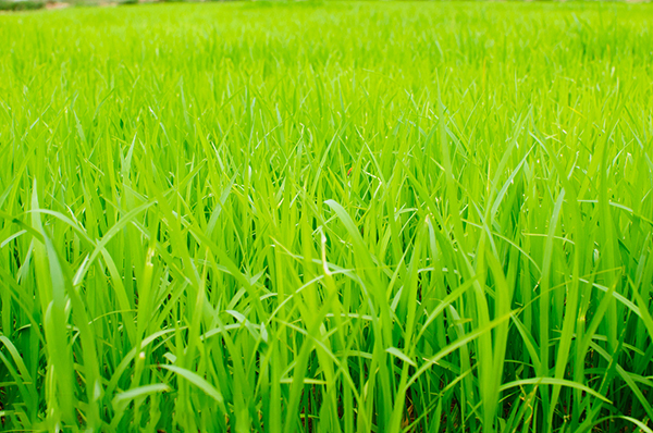 基于高光譜圖像技術(shù)的稻田苗期雜草稻識別
