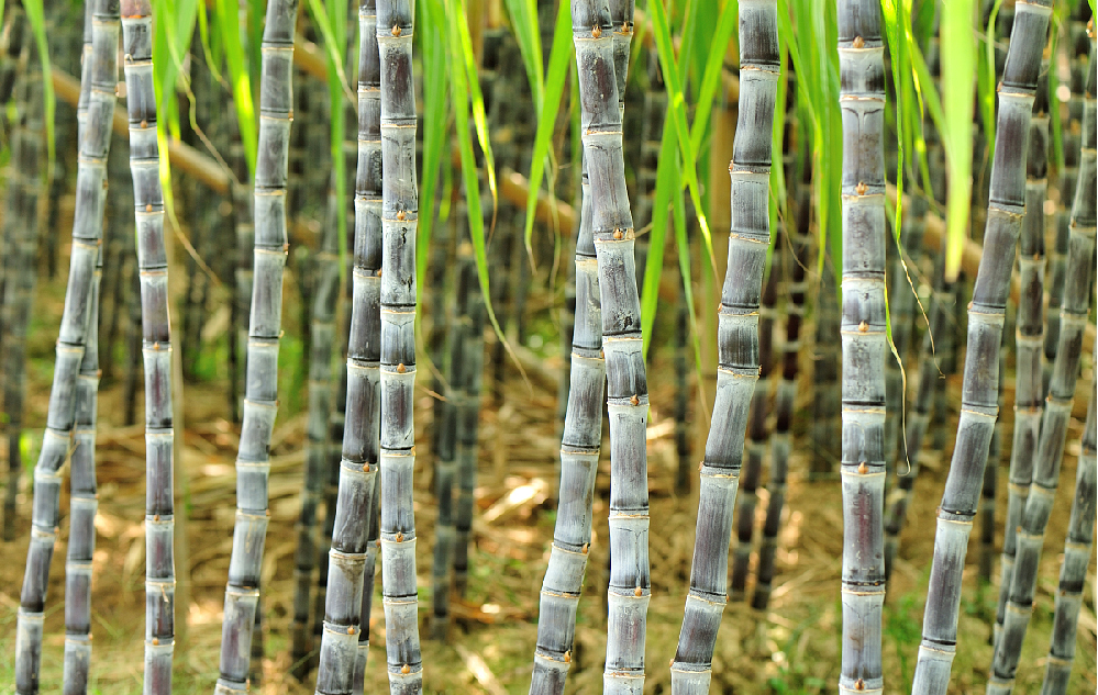 基于無人機高光譜成像技術(shù)的甘蔗等作物病蟲害研究進展