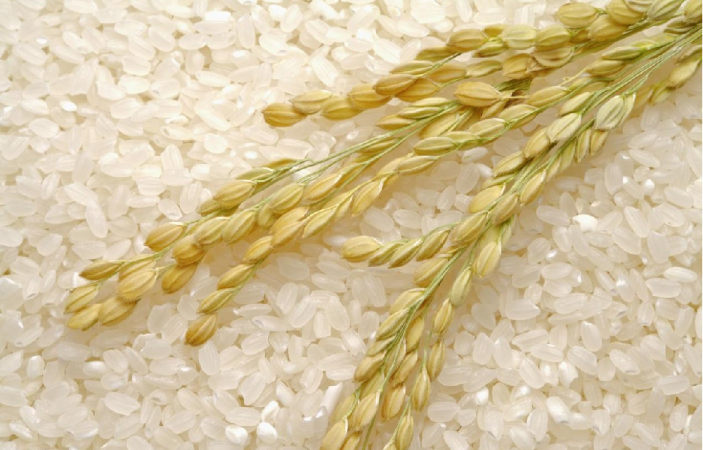 基于高光譜成像的大米中蛋白質(zhì)含量的可視化研究