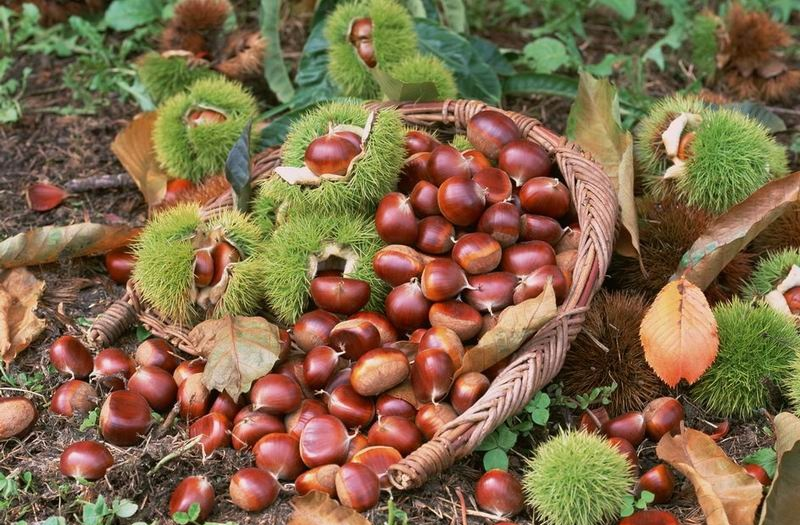 基于高光譜圖像技術(shù)的裂嘴板栗識(shí)別方法研究