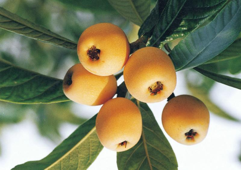 基于可見近紅外光譜相機(jī)預(yù)測枇杷糖度及模型優(yōu)化