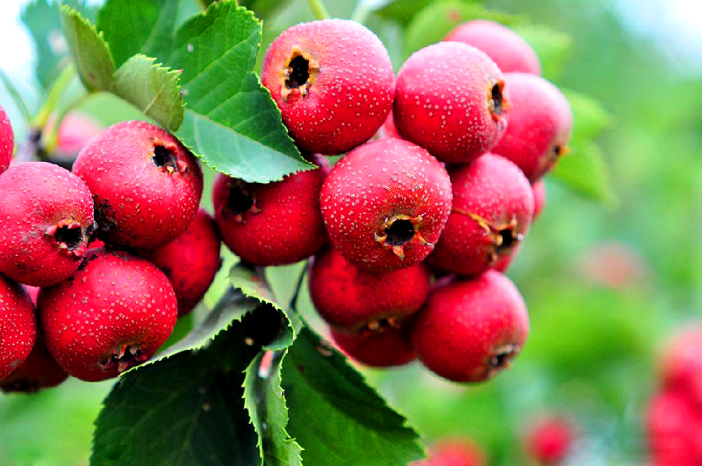 基于高光譜成像技術(shù)的山楂損傷和蟲害缺陷識(shí)別研究