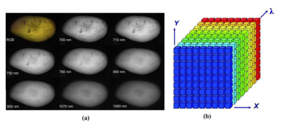 高光譜顯微成像對植物細胞檢測的研究與應用