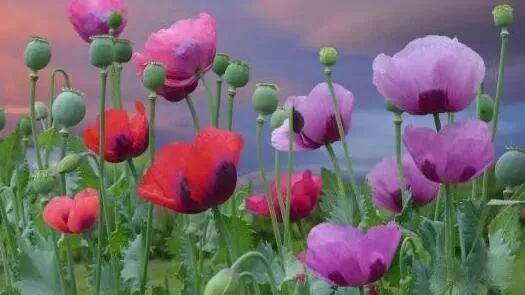 無人機機載高光譜協(xié)助公安偵查違法種植罌粟