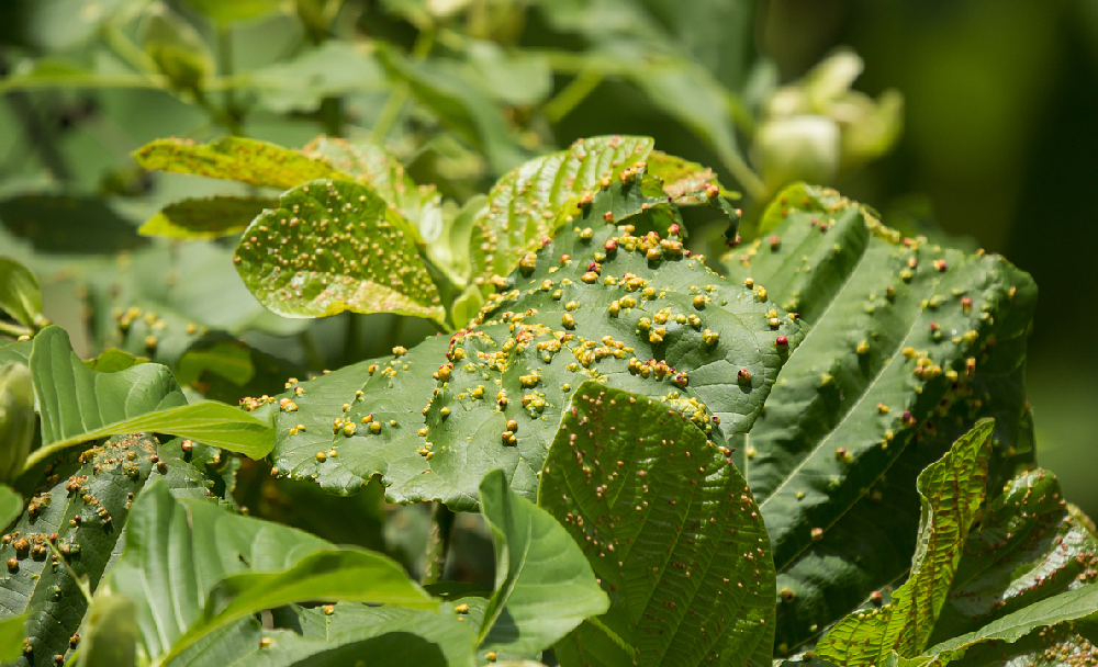 高光譜相機在植物病害的診斷分析與應(yīng)用